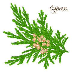 green cypress branch with cones. Cypress twig with growing cones isolated on white background. Cupressus.