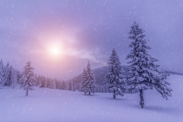 Magical landscape of mountains in winter. Fantastic morning glowing by sunlight. View of snow-covered forest trees. Background of falling snowflakes. Photo greeting card.