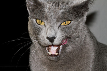 Katze schleckt sich das Maul