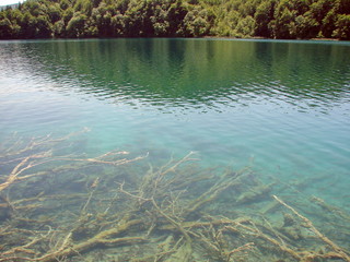 Panorama of a clear, transparent surface of a mountain lake, through which water you can see the bottom covered with plants and old trees.