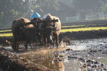 Traditional Farmer and His Working Buffalo Animals in Natural Misty Morning Rice Field  Background