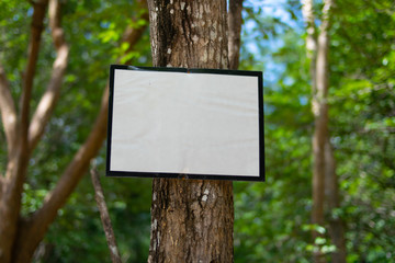 empty white blank in green tree for texture