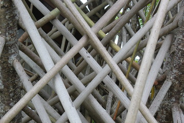 Natural criss cross pattern created by tree roots and branches.