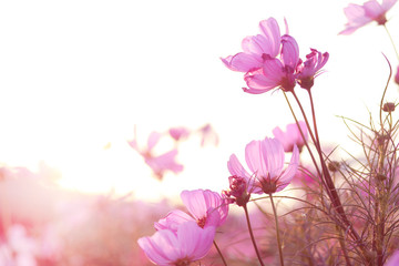 Fototapeta premium The view of the bright pink flowers on a good day and the sunset In a hot atmosphere 