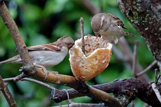 Les petits moineaux de mon jardin