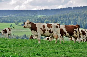 Vache Comtoises dans les montagnes du Jura.