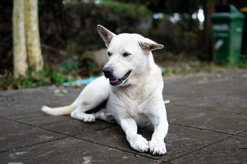 white dog relax on the road