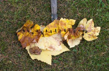 autumn leaves on old rake