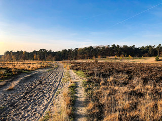 A beautiful day in National Park Loonse en Drunense duinen during fall autumn
