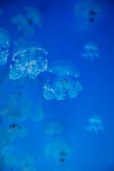 Beautiful jellyfish or medusa in the neon light in aquarium in new opened Prague medusarium, Czech Republic