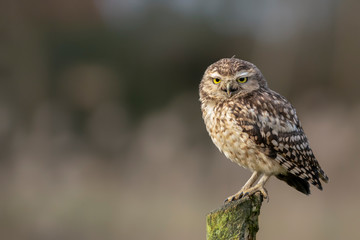 Burrowing owl (Athene cunicularia) landed on a branch. Noord Brabant in the Netherlands. Background with writing space