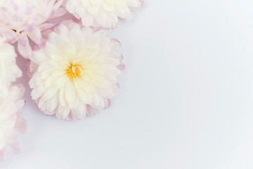 beautiful flower isolated on white background