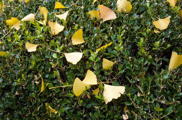 GinkGinkgo biloba leaves of autumn