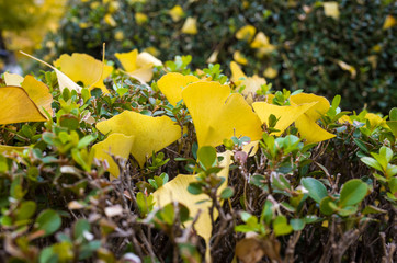 Ginkgo biloba leaves of autumn	