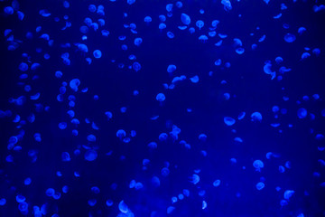 A lot of beautiful jellyfish or meduses in the neon light in aquarium in new opened Prague medusarium, Czech Republic