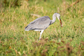 heron with mouse