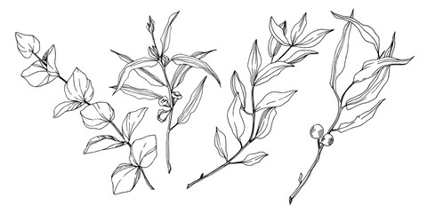 Vector Eucalyptus tree leaves. Black and white engraved ink art. Isolated eucalyptus illustration element. - 305204123
