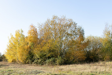 Fototapeta premium Trees on sky