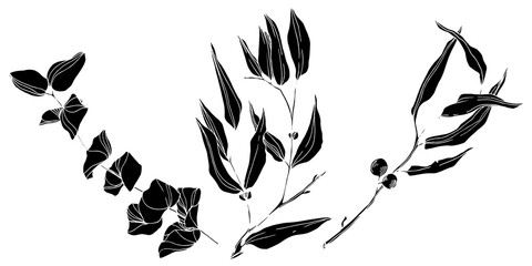 Vector Eucalyptus tree leaves. Black and white engraved ink art. Isolated eucalyptus illustration element.