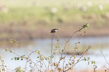 Stonechat takes off