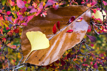 GinkGinkgo biloba leaves of autumn