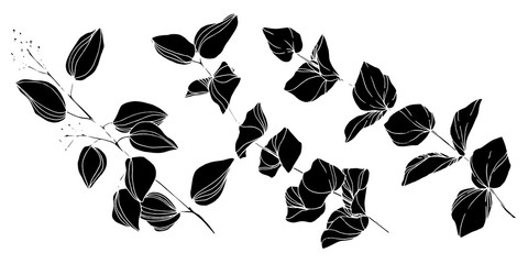 Vector Eucalyptus tree leaves. Black and white engraved ink art. Isolated eucalyptus illustration element.