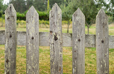 Old wooden fence with a lot of texture in gray tone with the unfocused anchorage of vegetation and trees.