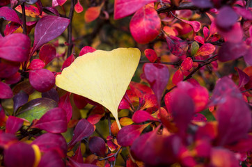 GinkGinkgo biloba leaves of autumn