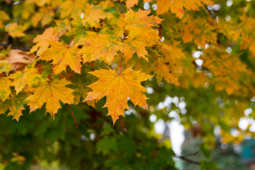 Colored maple leaves. Close in shot. Indian summer.