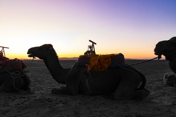 Paseos en Camello por el desierto de Zahora