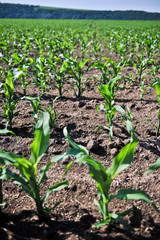 young corn