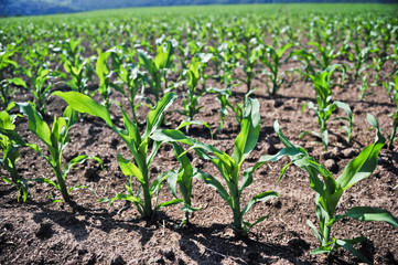 young corn