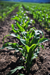 young corn