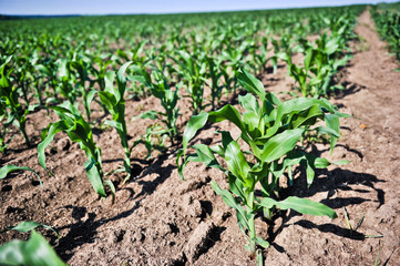 young corn