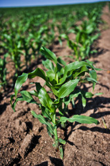 young corn