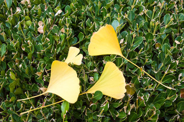 GinkGinkgo biloba leaves of autumn