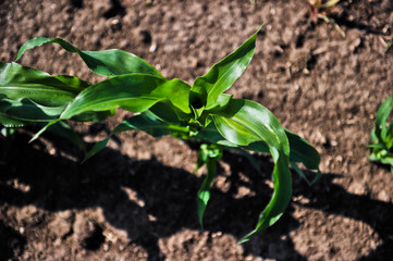 young corn