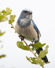 Florida Scrub Jay