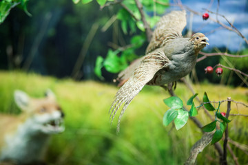Female pheasant flying away from the fox.