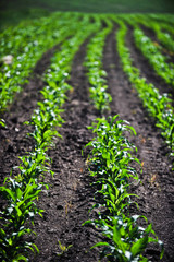 young corn