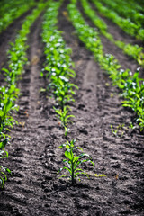 young corn
