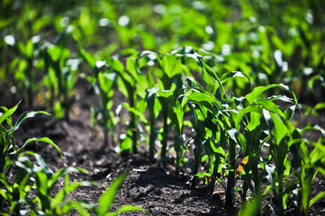 young corn