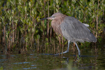 Reddish Egret