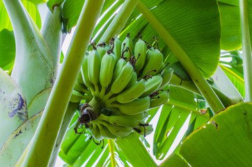 Banana trees and green banana balls