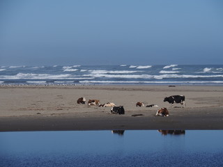 Vaches allongées sur la plage au bord de l'océan au Chili