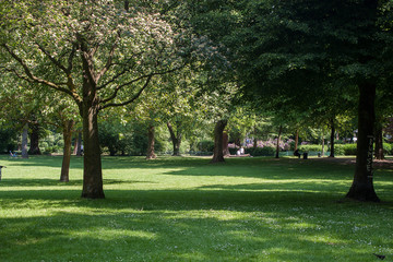 Public park with green grass field