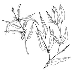 Vector Eucalyptus tree leaves. Black and white engraved ink art. Isolated eucalyptus illustration element.