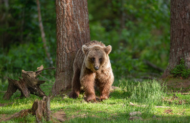 Fototapeta premium Little bear in the forest in its habitat. White Nights. Summer. Finland.
