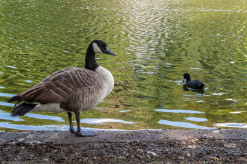 Canadian goose