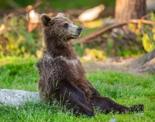 Fototapeta premium Little bear is sitting on the grass in the forest in a funny pose. White Nights. Summer. Finland.